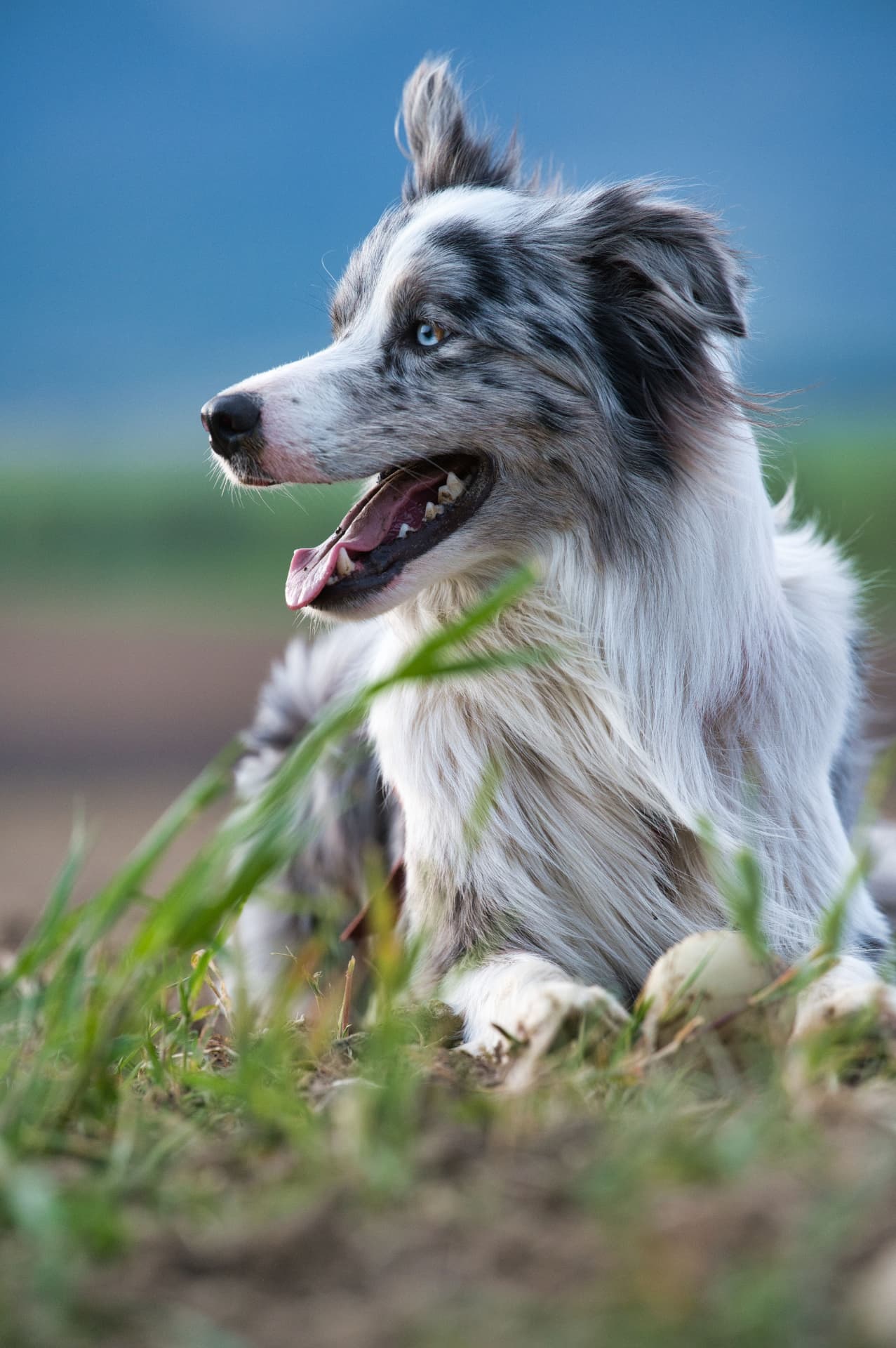 A framed Magic Photo of a merle border collie lying in the grass